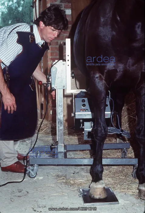 : Vet x-raying HORSE : Vet x-raying HORSE