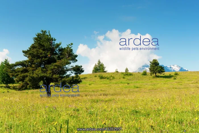 : Vetan, Aosta Valley, Italian Alps, Italy : Vetan, Aosta Valley, Italian Alps, Italy