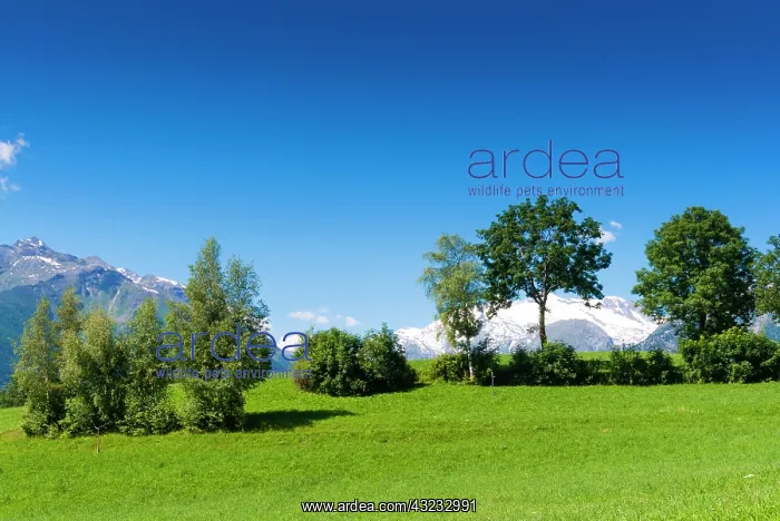 : Vetan, Aosta Valley, Italian Alps, Italy : Vetan, Aosta Valley, Italian Alps, Italy