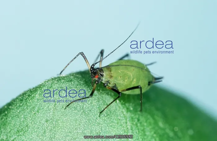 : Vetch APHID : Vetch APHID