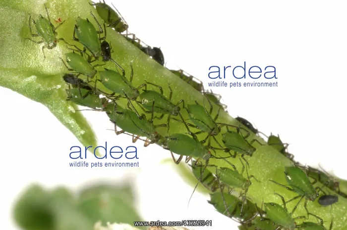: Vetch aphid infestation : Vetch aphid infestation