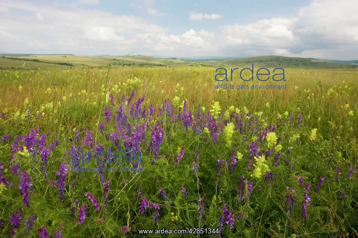 : Vetches and a Yellow Rattle (Rhinanthus rumelicus) : Vetches and a Yellow Rattle (Rhinanthus rumelicus)