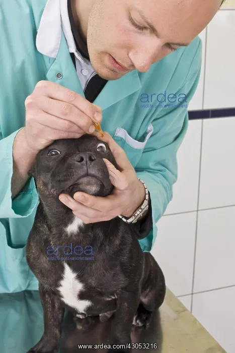 : Veterinaire conducting a test to fluoresceine : Veterinaire conducting a test to fluoresceine