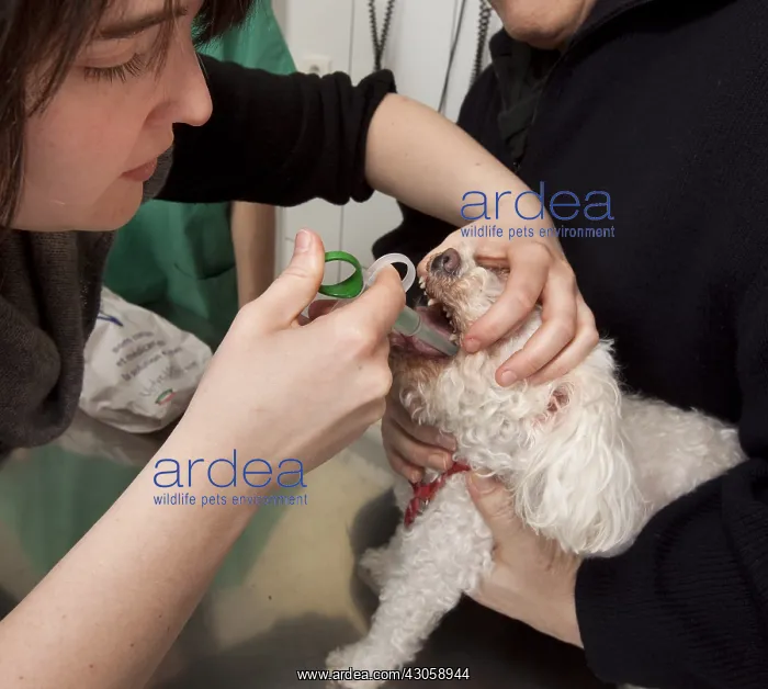 : Veterinarian administering a drug to a Bichon Maltese : Veterinarian administering a drug to a Bichon Maltese