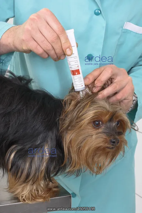 : Veterinarian applying ointment to a Yorkshire : Veterinarian applying ointment to a Yorkshire