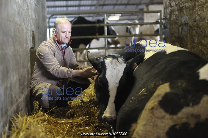  : Veterinarian at the bedside of a sick cow in a barn