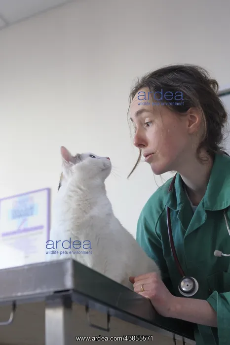 : Veterinarian and Cat obese table consultation France : Veterinarian and Cat obese table consultation France