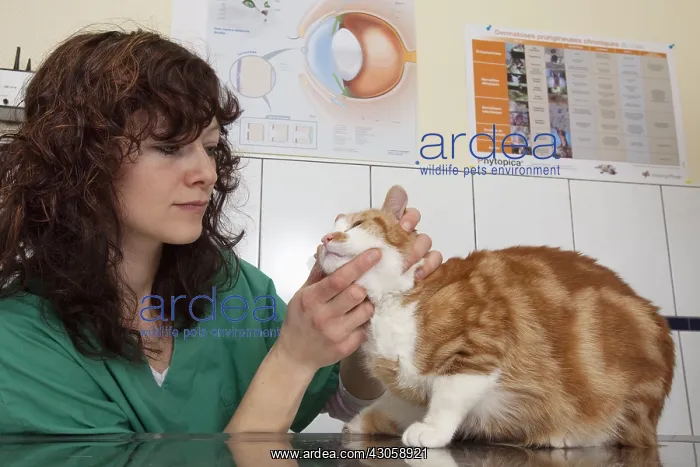 : Veterinarian checking the teeth of a tiger cat European : Veterinarian checking the teeth of a tiger cat European