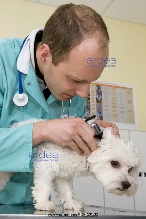 : Veterinarian examining a Bichon Maltese in his office : Veterinarian examining a Bichon Maltese in his office