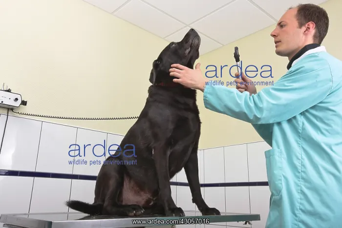 : Veterinarian examining a black Labrador : Veterinarian examining a black Labrador