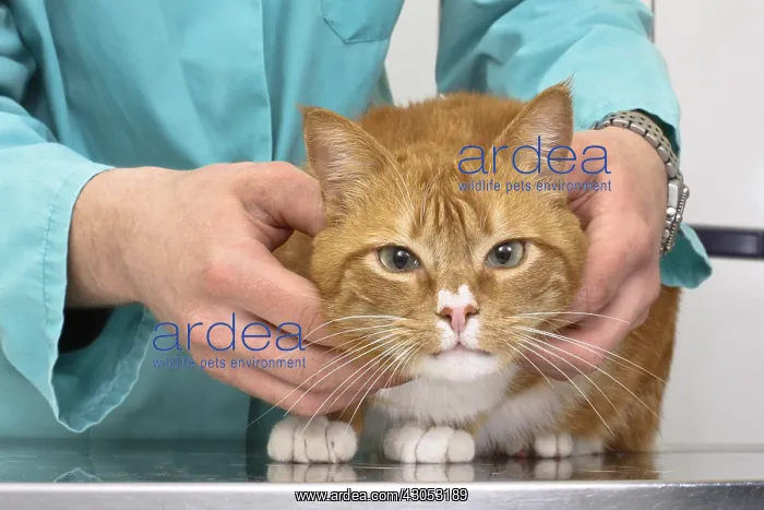 : Veterinarian examining a cat : Veterinarian examining a cat
