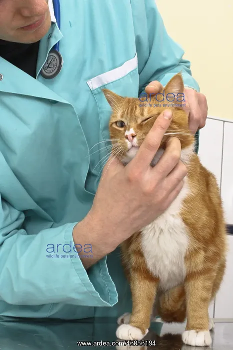 : Veterinarian examining a cat : Veterinarian examining a cat