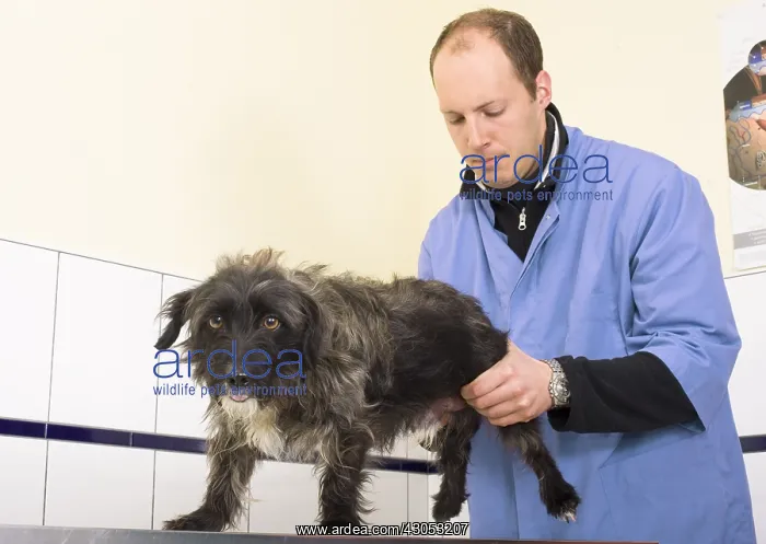 : Veterinarian examining a dog to the clinic : Veterinarian examining a dog to the clinic