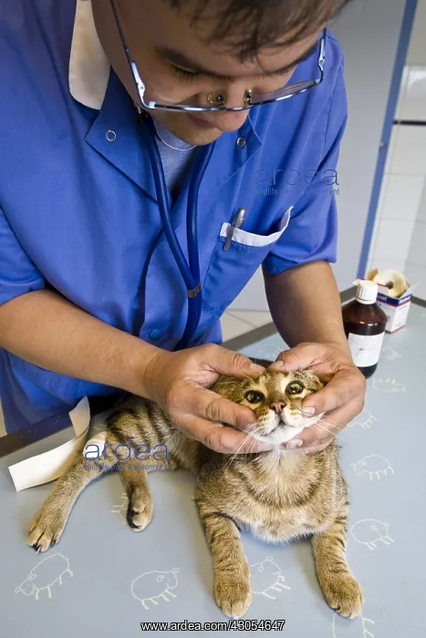 : Veterinarian examining a domestic cat : Veterinarian examining a domestic cat