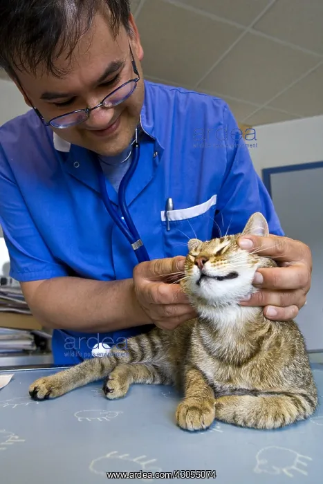 : Veterinarian examining a domestic cat : Veterinarian examining a domestic cat