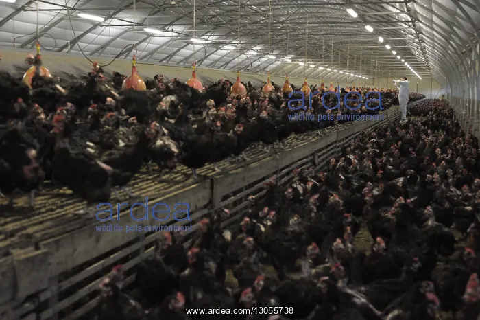 : Veterinarian examining farm laying Hens France