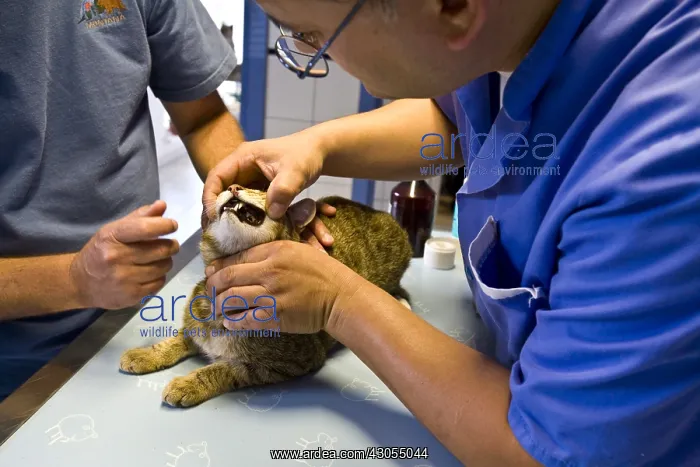 : Veterinarian examining the mouth of a domestic cat : Veterinarian examining the mouth of a domestic cat