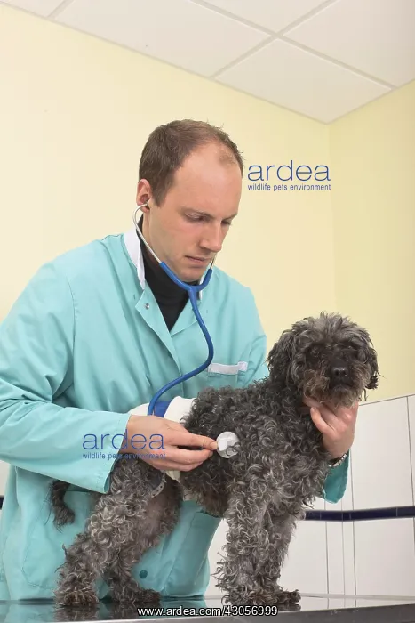 : Veterinarian examining a poodle after an operation : Veterinarian examining a poodle after an operation