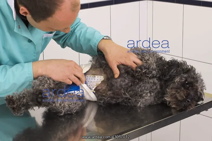 : Veterinarian examining a poodle after an operation : Veterinarian examining a poodle after an operation