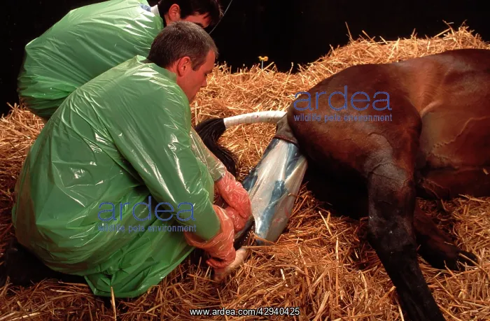 : Veterinarian - helping mare to give birth to foal : Veterinarian - helping mare to give birth to foal