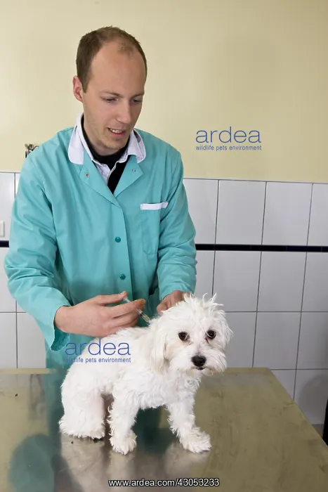 : Veterinarian immunizing a Bichon Maltese in his office : Veterinarian immunizing a Bichon Maltese in his office