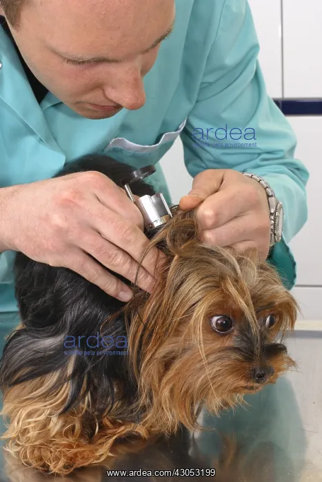 : Veterinarian inspecting the ears of a Yorkshire : Veterinarian inspecting the ears of a Yorkshire