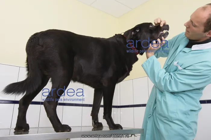 : Veterinarian inspecting the teeth of a black Labrador : Veterinarian inspecting the teeth of a black Labrador