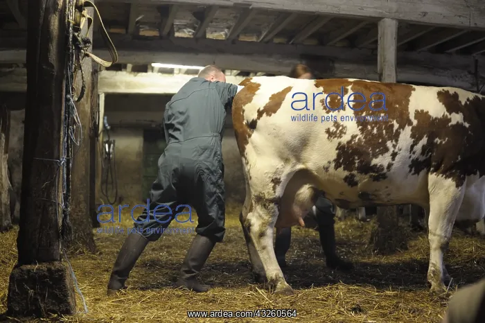 : Veterinarian practicing a rectal search on a Cow : Veterinarian practicing a rectal search on a Cow