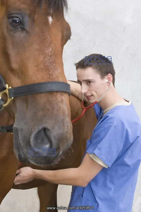  : Veterinary auscultating a Horse with his stethoscope