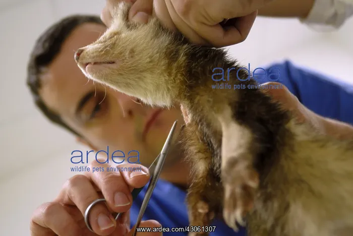 : Veterinary care for a ferret Nantes France : Veterinary care for a ferret Nantes France