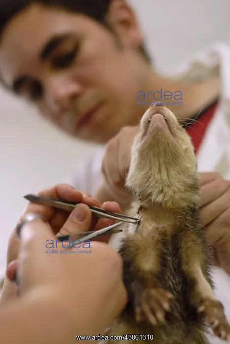 : Veterinary care for a ferret Nantes France : Veterinary care for a ferret Nantes France