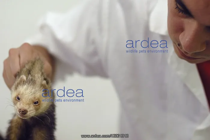 : Veterinary care for a ferret Nantes France : Veterinary care for a ferret Nantes France