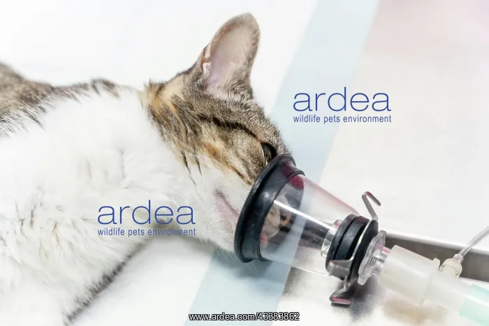 : Veterinary clinic, a cat on the operating table : Veterinary clinic, a cat on the operating table