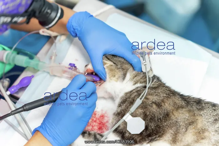 : Veterinary clinic with a cat, veterinarian working : Veterinary clinic with a cat, veterinarian working
