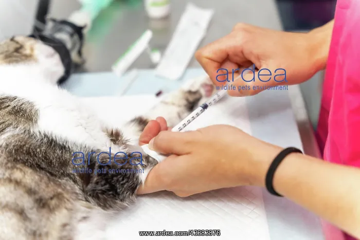 : Veterinary clinic, hands of a female veterinarian : Veterinary clinic, hands of a female veterinarian