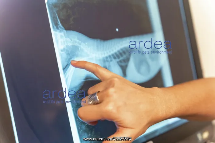 : Veterinary clinic, veterinarian reviewing the x-ray : Veterinary clinic, veterinarian reviewing the x-ray
