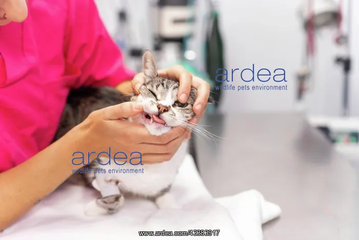  : Veterinary clinic, young veterinarian with a cat
