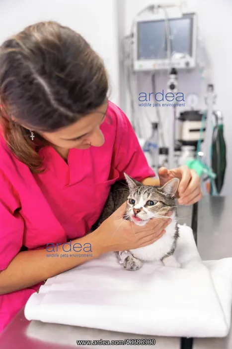 : Veterinary clinic, young veterinarian with a cat : Veterinary clinic, young veterinarian with a cat