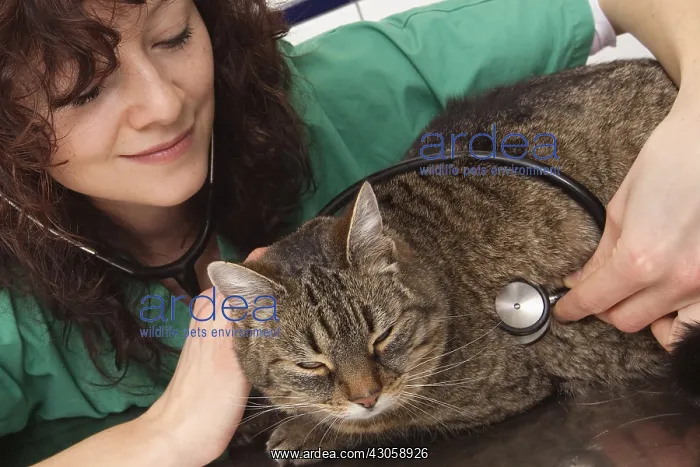 : Veterinary controlling the heart of a European cat France : Veterinary controlling the heart of a European cat France