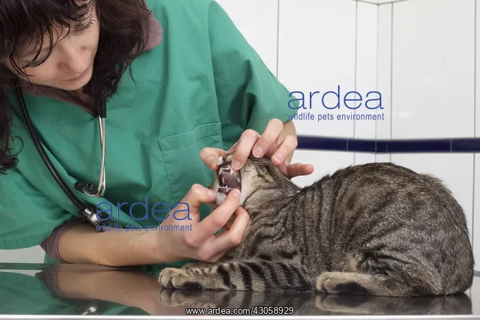 : Veterinary controlling the tooths of an European cat France : Veterinary controlling the tooths of an European cat France