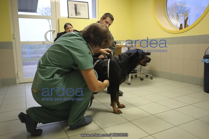 : Veterinary examination of behavioral assessment France : Veterinary examination of behavioral assessment France