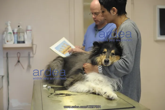  : Veterinary explaining the paralysis of a Collie Dog France