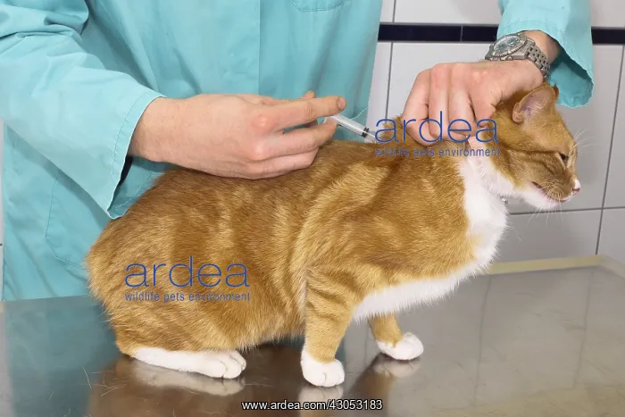  : Veterinary making injection to a cat