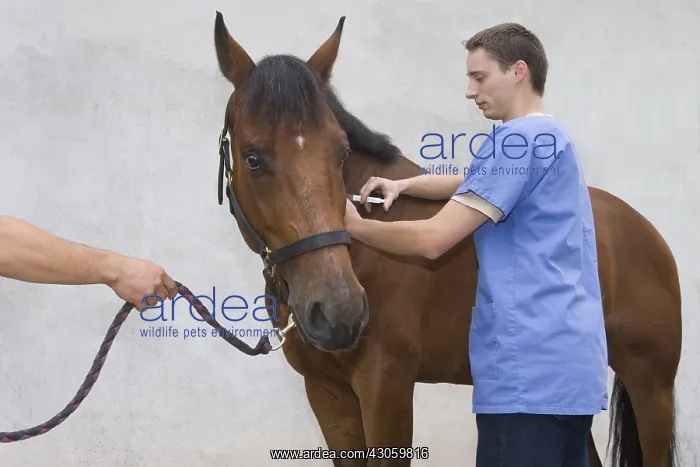 : Veterinary making an injection to a Horse Obreck France : Veterinary making an injection to a Horse Obreck France
