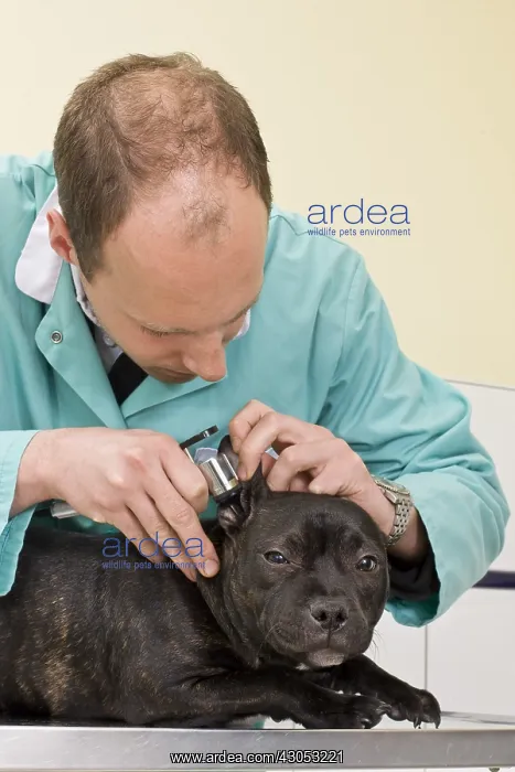 : Veterinary observing the ears of a Staffordshire : Veterinary observing the ears of a Staffordshire