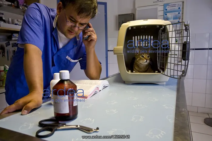 : Veterinary pathology seeking a domestic cat : Veterinary pathology seeking a domestic cat