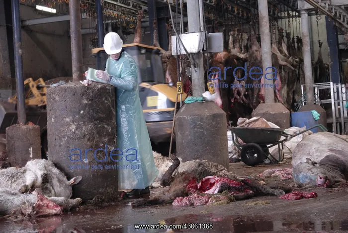 : Veterinary performing an autopsy on the rendering plant : Veterinary performing an autopsy on the rendering plant