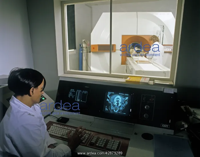 : Veterinary School - animal being scanned : Veterinary School - animal being scanned