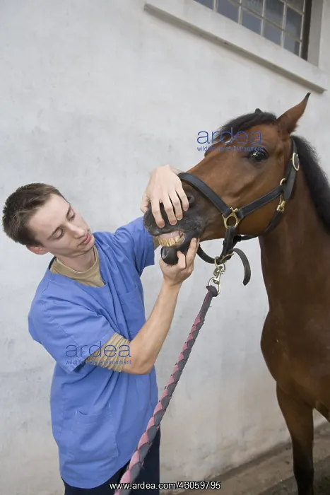 : Veterinary surgeon sounding a Saddle horse Obreck France : Veterinary surgeon sounding a Saddle horse Obreck France