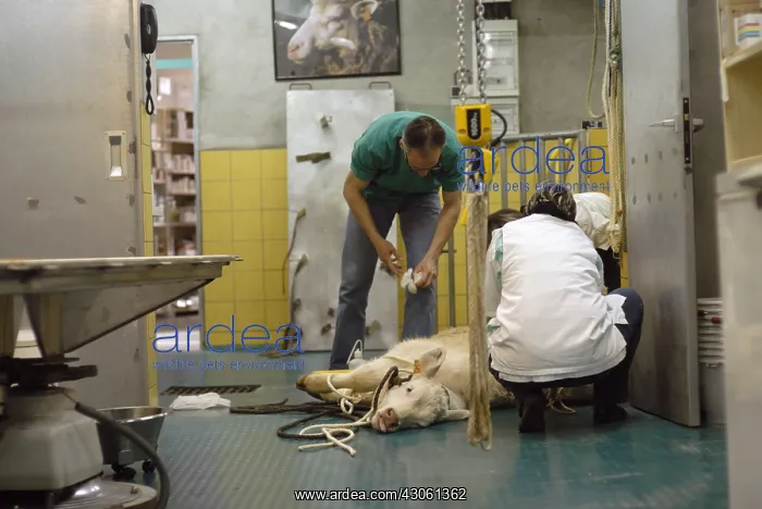  : Veterinary surgery on a calf charolais